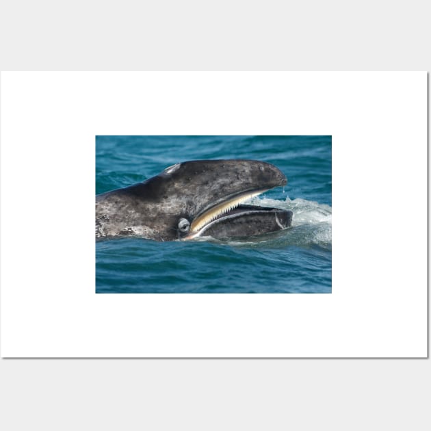 Grey whale (C007/3010) Wall Art by SciencePhoto